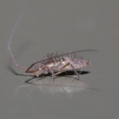 Paronellidae (family) at Acton, ACT - 29 May 2020 01:56 PM