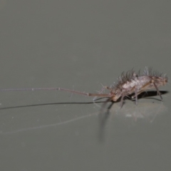 Paronellidae (family) at Acton, ACT - 29 May 2020 01:56 PM