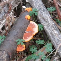 Trametes coccinea (Scarlet Bracket) at Coree, ACT - 30 May 2020 by SandraH