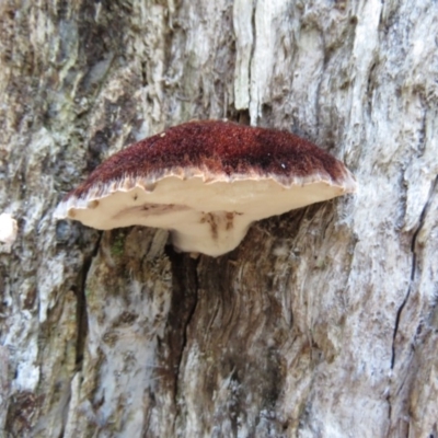Postia pelliculosa (A wood-rotting bracket fungus) at Tidbinbilla Nature Reserve - 29 May 2020 by SandraH
