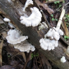 Schizophyllum commune (Split Gill Fungus) at Coree, ACT - 30 May 2020 by SandraH