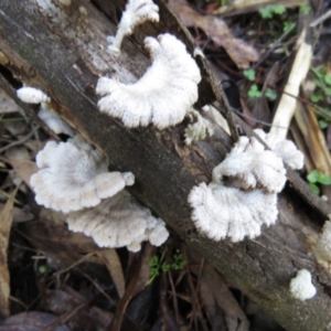 Schizophyllum commune at Coree, ACT - 30 May 2020