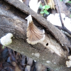 Schizophyllum commune at Coree, ACT - 30 May 2020