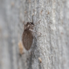 Psychodidae sp. (family) (Moth Fly, Drain Fly) at Acton, ACT - 29 May 2020 by rawshorty