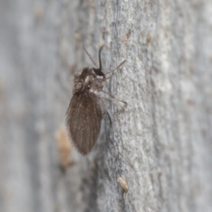 Psychodidae sp. (family) at Acton, ACT - 29 May 2020 11:40 AM