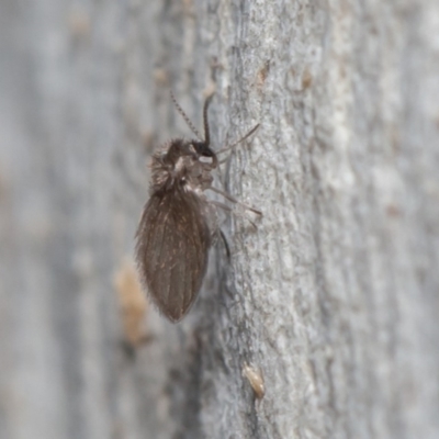 Psychodidae sp. (family) (Moth Fly, Drain Fly) at Acton, ACT - 29 May 2020 by rawshorty