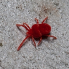 Trombidiidae (family) (Red velvet mite) at Acton, ACT - 29 May 2020 by rawshorty