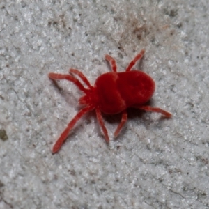 Trombidiidae (family) at Acton, ACT - 29 May 2020