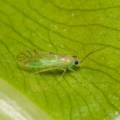 Unidentified Insect at Acton, ACT - 29 May 2020 by rawshorty