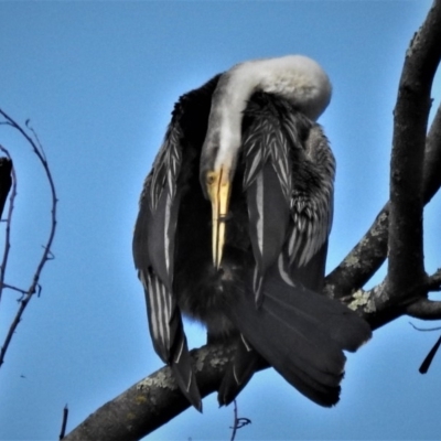 Anhinga novaehollandiae (Australasian Darter) at ANBG - 29 May 2020 by JohnBundock