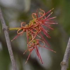Amyema miquelii (Box Mistletoe) at Wamboin, NSW - 20 Apr 2020 by natureguy