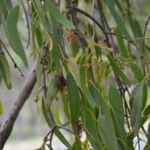 Amyema miquelii at Wamboin, NSW - 20 Apr 2020