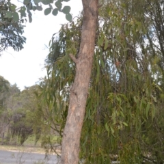 Amyema miquelii at Wamboin, NSW - 20 Apr 2020