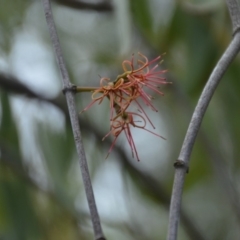 Amyema miquelii at Wamboin, NSW - 20 Apr 2020