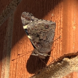 Vanessa itea at Rivett, ACT - 30 May 2020