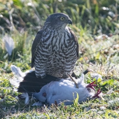 Accipiter cirrocephalus (Collared Sparrowhawk) at Googong, NSW - 29 May 2020 by WHall