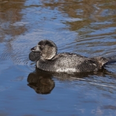Biziura lobata (Musk Duck) at Paddys River, ACT - 30 May 2020 by JackyF