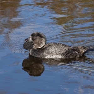 Biziura lobata at Paddys River, ACT - 30 May 2020