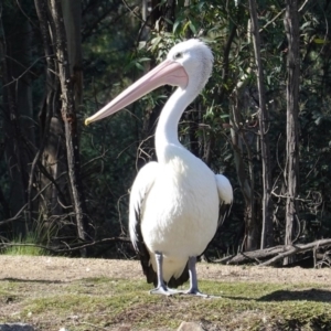 Pelecanus conspicillatus at Paddys River, ACT - 30 May 2020 01:37 PM