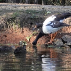 Anseranas semipalmata (Magpie Goose) at Paddys River, ACT - 30 May 2020 by JackyF