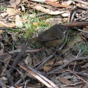 Sericornis frontalis at Paddys River, ACT - 30 May 2020 01:04 PM