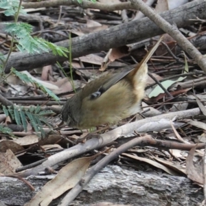 Sericornis frontalis at Paddys River, ACT - 30 May 2020