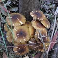 Armillaria luteobubalina (Australian Honey Fungus) at Paddys River, ACT - 30 May 2020 by JackyF