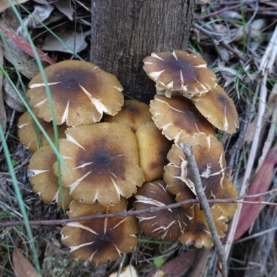 Armillaria luteobubalina (Australian Honey Fungus) at Paddys River, ACT - 30 May 2020 by JackyF