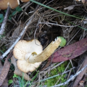 Armillaria luteobubalina at Paddys River, ACT - 30 May 2020 02:13 PM