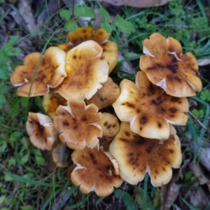 Armillaria sp. at Paddys River, ACT - 30 May 2020 02:28 PM