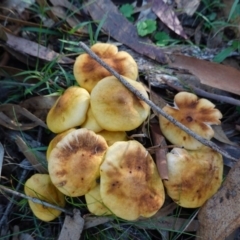 Armillaria sp. at Paddys River, ACT - 30 May 2020