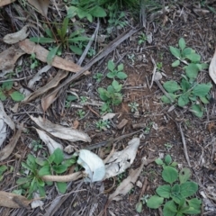 Cymbonotus sp. (preissianus or lawsonianus) at Hughes, ACT - 30 May 2020