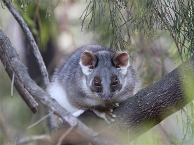 Pseudocheirus peregrinus (Common Ringtail Possum) at Acton, ACT - 29 May 2020 by Lindell