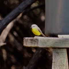 Eopsaltria australis (Eastern Yellow Robin) at Eden, NSW - 30 May 2020 by RossMannell