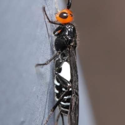 Callibracon capitator (White Flank Black Braconid Wasp) at Acton, ACT - 29 May 2020 by TimL