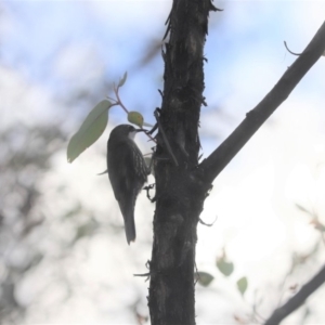 Cormobates leucophaea at Cook, ACT - 27 May 2020