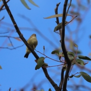 Smicrornis brevirostris at Cook, ACT - 27 May 2020