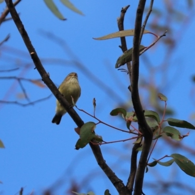 Smicrornis brevirostris (Weebill) at Mount Painter - 27 May 2020 by Tammy