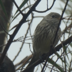 Pachycephala rufiventris (Rufous Whistler) at Ngunnawal, ACT - 23 May 2020 by brunonia