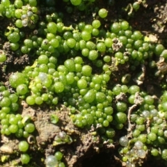 Botrydium granulatum (An algae) at Tennent, ACT - 30 May 2020 by RWPurdie