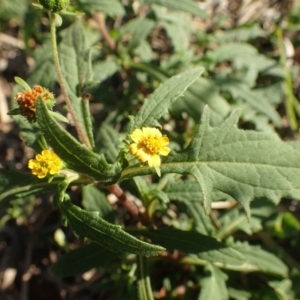 Sigesbeckia australiensis at Tennent, ACT - 30 May 2020