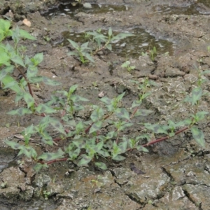 Persicaria decipiens at Gordon, ACT - 2 Feb 2020