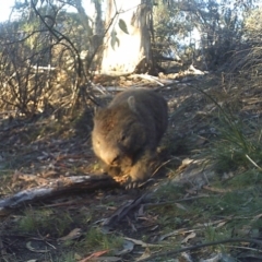 Vombatus ursinus (Common wombat, Bare-nosed Wombat) at Namadgi National Park - 28 May 2020 by ChrisHolder