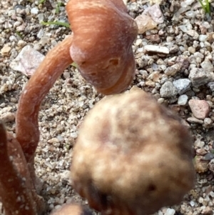 Laccaria sp. at Burra, NSW - 31 May 2020