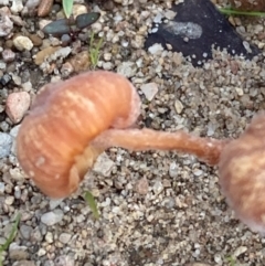 Laccaria sp. at Burra, NSW - 31 May 2020