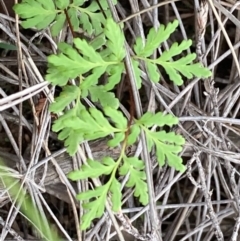 Cheilanthes sp. (Rock Fern) at Burra, NSW - 31 May 2020 by Safarigirl