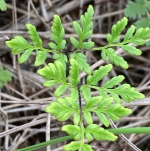 Cheilanthes sp. at Burra, NSW - 31 May 2020