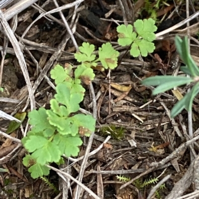 Cheilanthes sp. (Rock Fern) at Burra, NSW - 31 May 2020 by Safarigirl