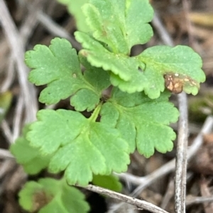 Cheilanthes sp. at Burra, NSW - 31 May 2020