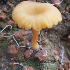 Lichenomphalia chromacea (Yellow Navel) at The Pinnacle - 31 May 2020 by trevorpreston